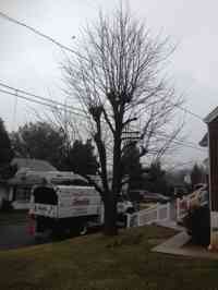 Red Oak tree before restoration pruning.